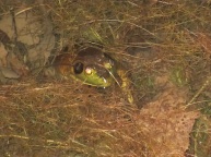 Peek a boo frog photo 1