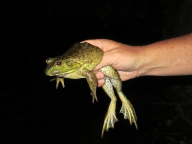 David Holding Frog