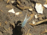 Little blue butterfly 3