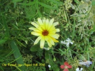 2018 Garden 315 (two tone yellow flower)